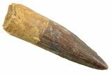 Fossil Spinosaurus Tooth - Real Dinosaur Tooth #352377-1